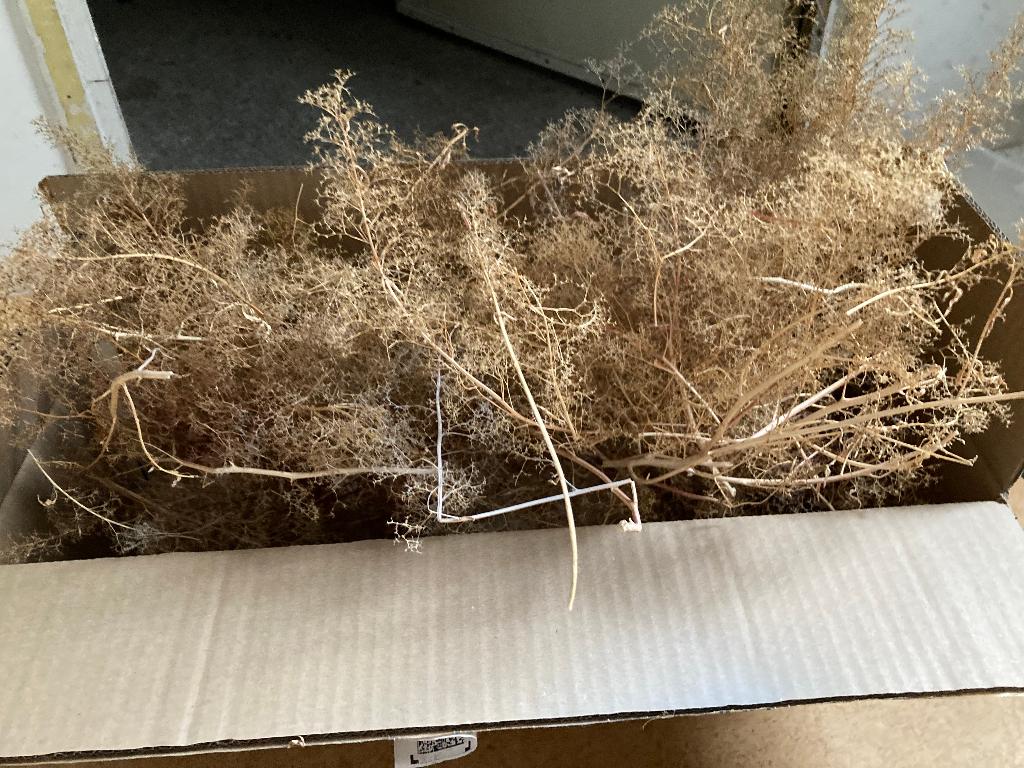 Zeeschuim bomen en struiken ho, Overige merken, Natuur, Gelijkstroom of Wisselstroom, Nieuw