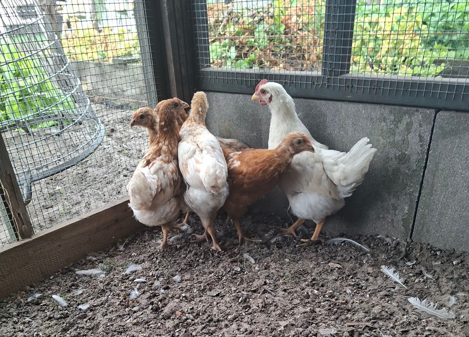 Leghennen legkippen kuikens, Dieren en Toebehoren, Pluimvee, Meerdere dieren, Kip