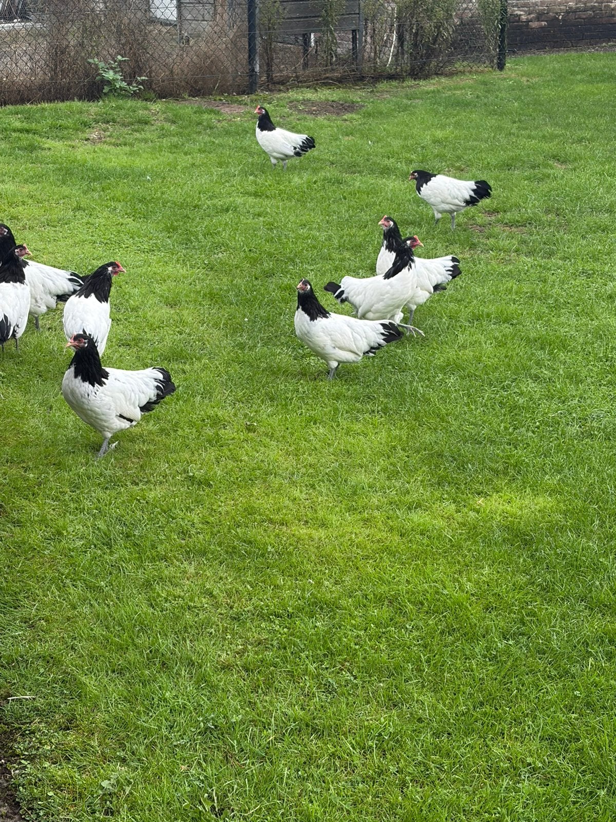 Lakenvelder hennen, Dieren en Toebehoren, Vrouwelijk, Kip