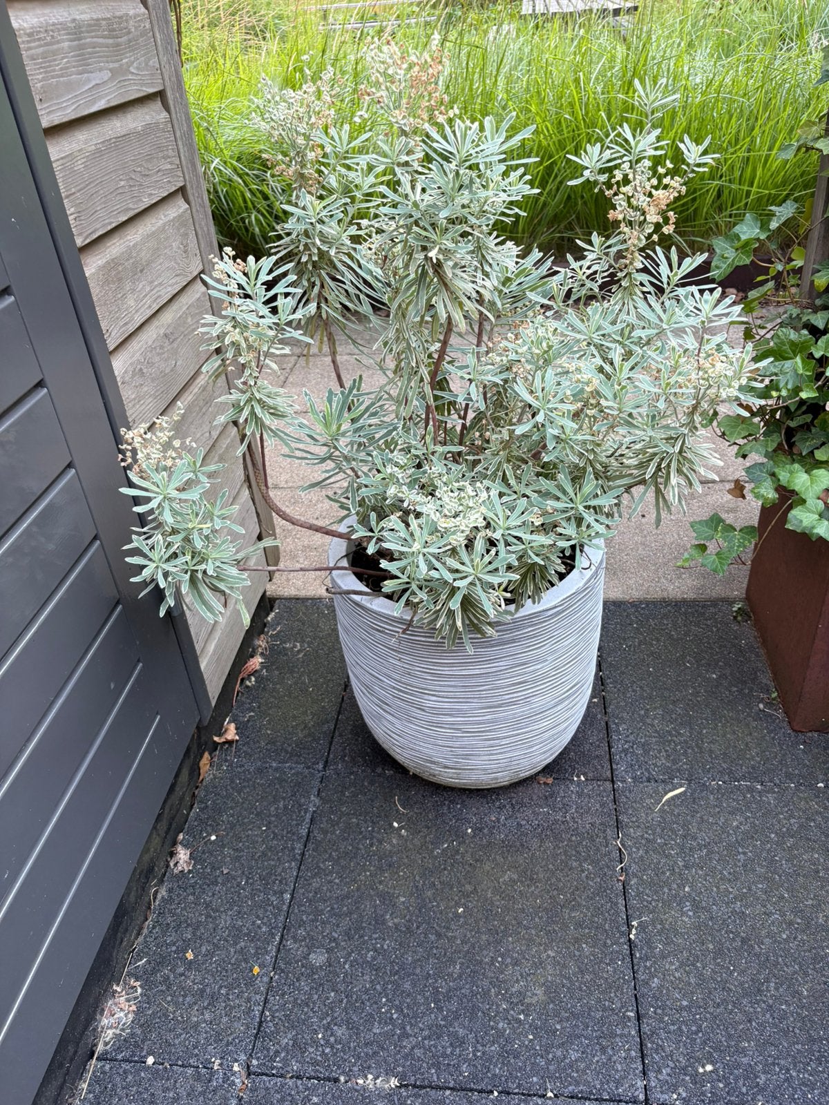 Euphorbia Silver Swan, wolfsmelk, Capi pot, Ophalen, Volle zon, Olijfboom, 100 tot 250 cm