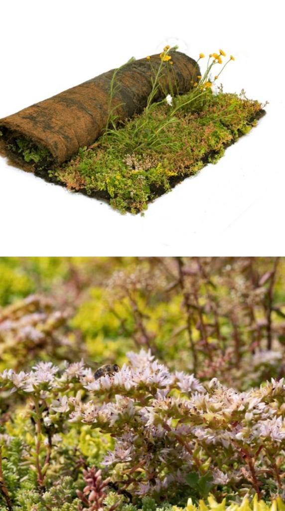 Sedum groendak kruiden matten tuin 80x120cm €25,00 pst