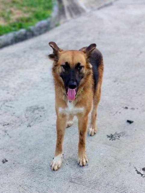Diki Hond Thaise breed 2,5 jaar Reu, Dieren en Toebehoren, Particulier, Reu, 1 tot 2 jaar, Buitenland