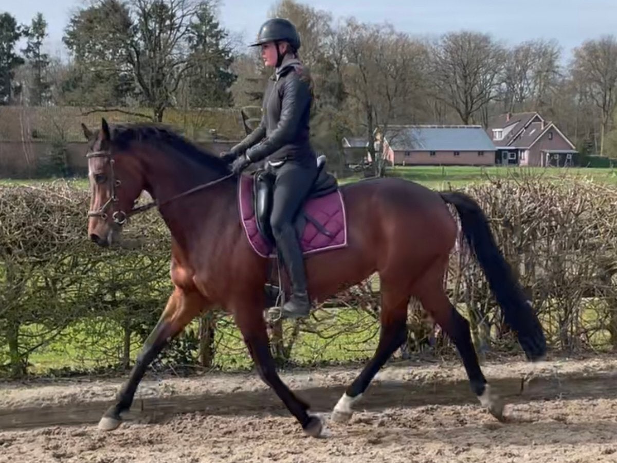 Prachtige dressuurmerrie/fokmerrie, Merrie, Met stamboom, M, Dressuurpaard