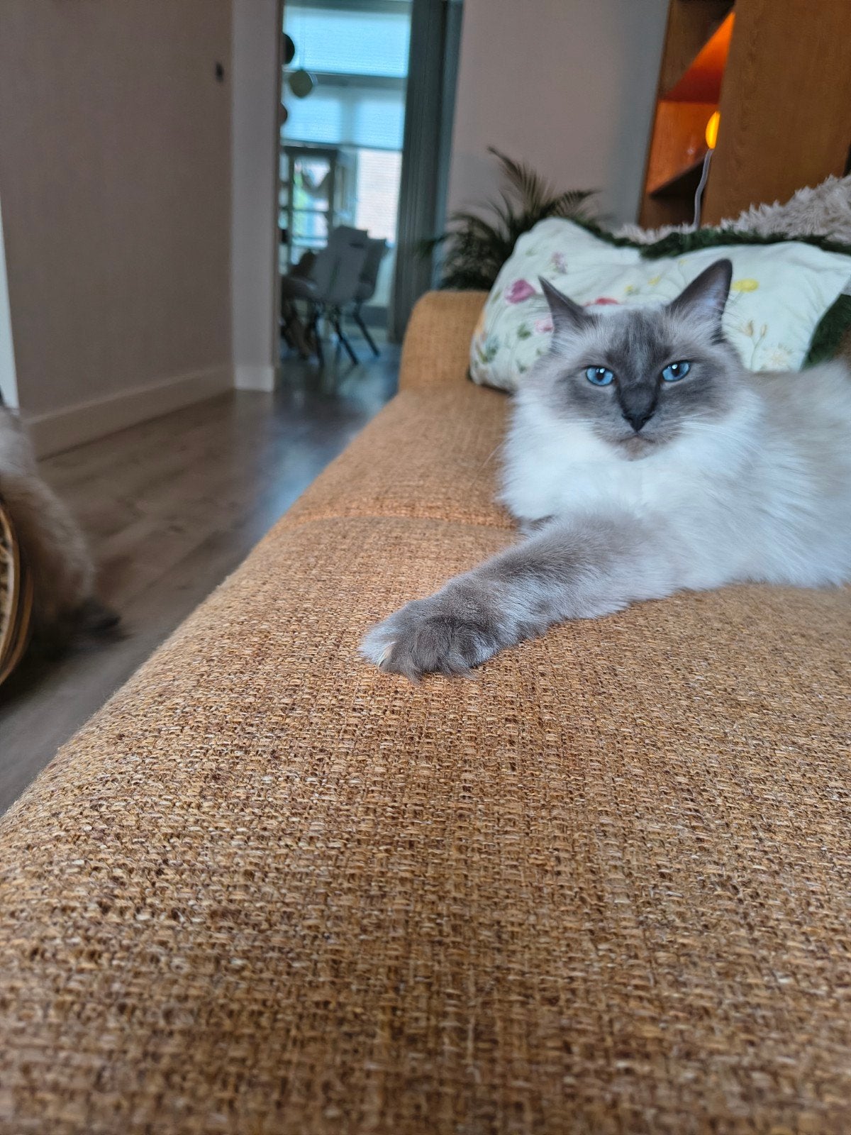 Sjors zoekt een nieuw liefdevolle huis, Kater, Langharig, 0 tot 2 jaar