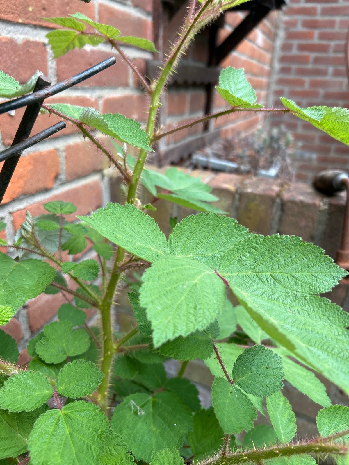 Japanse wijnbes- Jonge plant, Volle zon, Vaste plant, Ophalen of Verzenden, Zomer