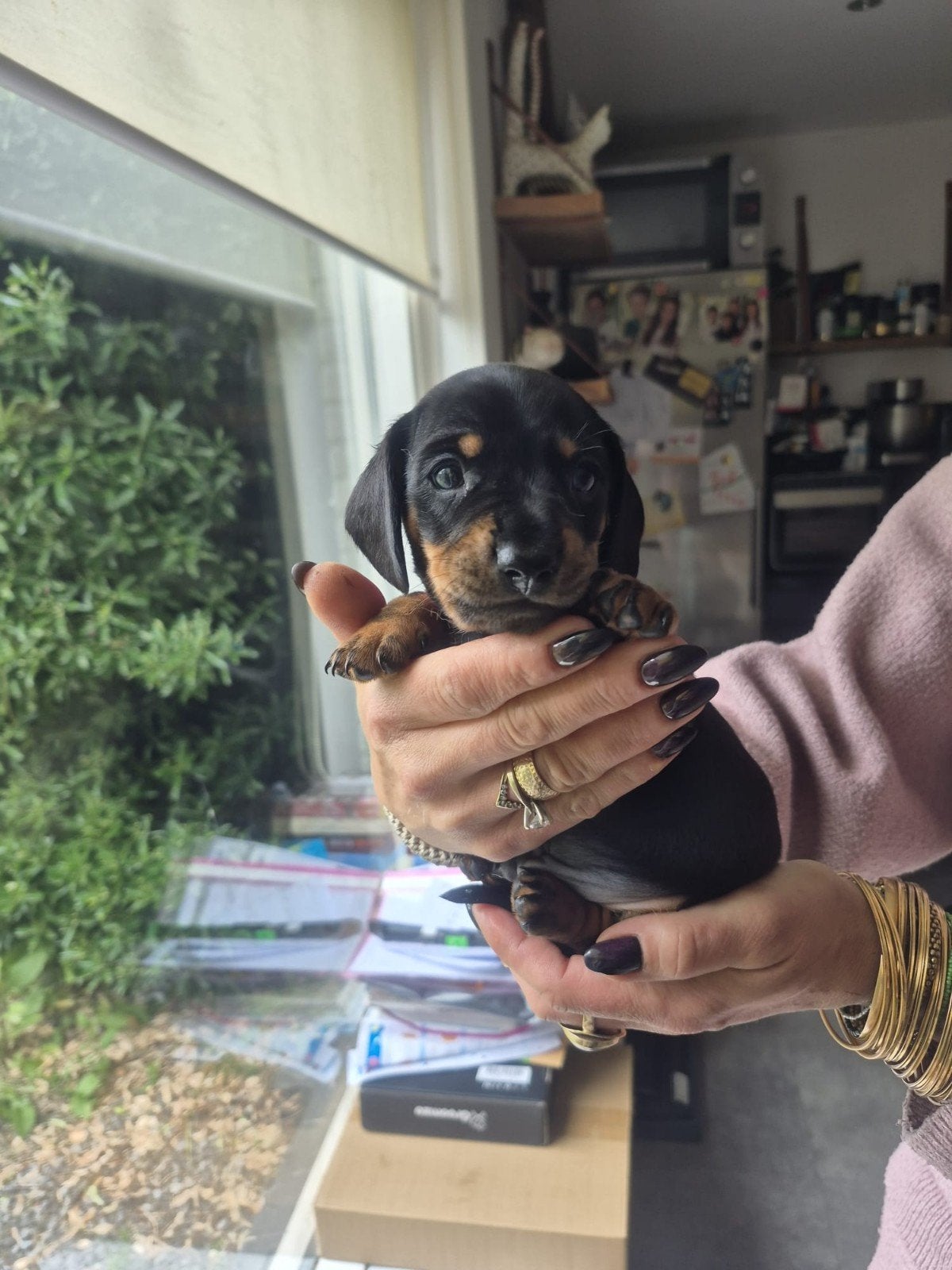 ️ Prachtige lieve sociale dwergteckeltjes ️, Dieren en Toebehoren, Parvo, 8 tot 15 weken, Korthaar, Dwerg