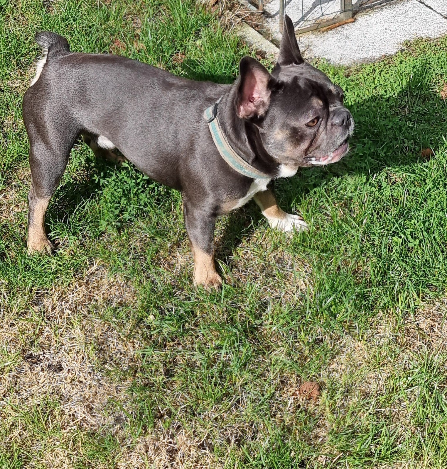franse bull dog reu 2,5 jaar., Dieren en Toebehoren, Parvo, Reu, 1 tot 2 jaar, Bulldog
