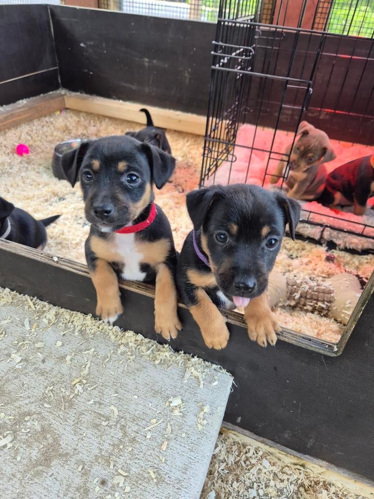Jack Russel Black and Tan, Dieren en Toebehoren, Honden | Jack Russells en Terriërs, Jack Russell Terriër, 8 tot 15 weken, Teef