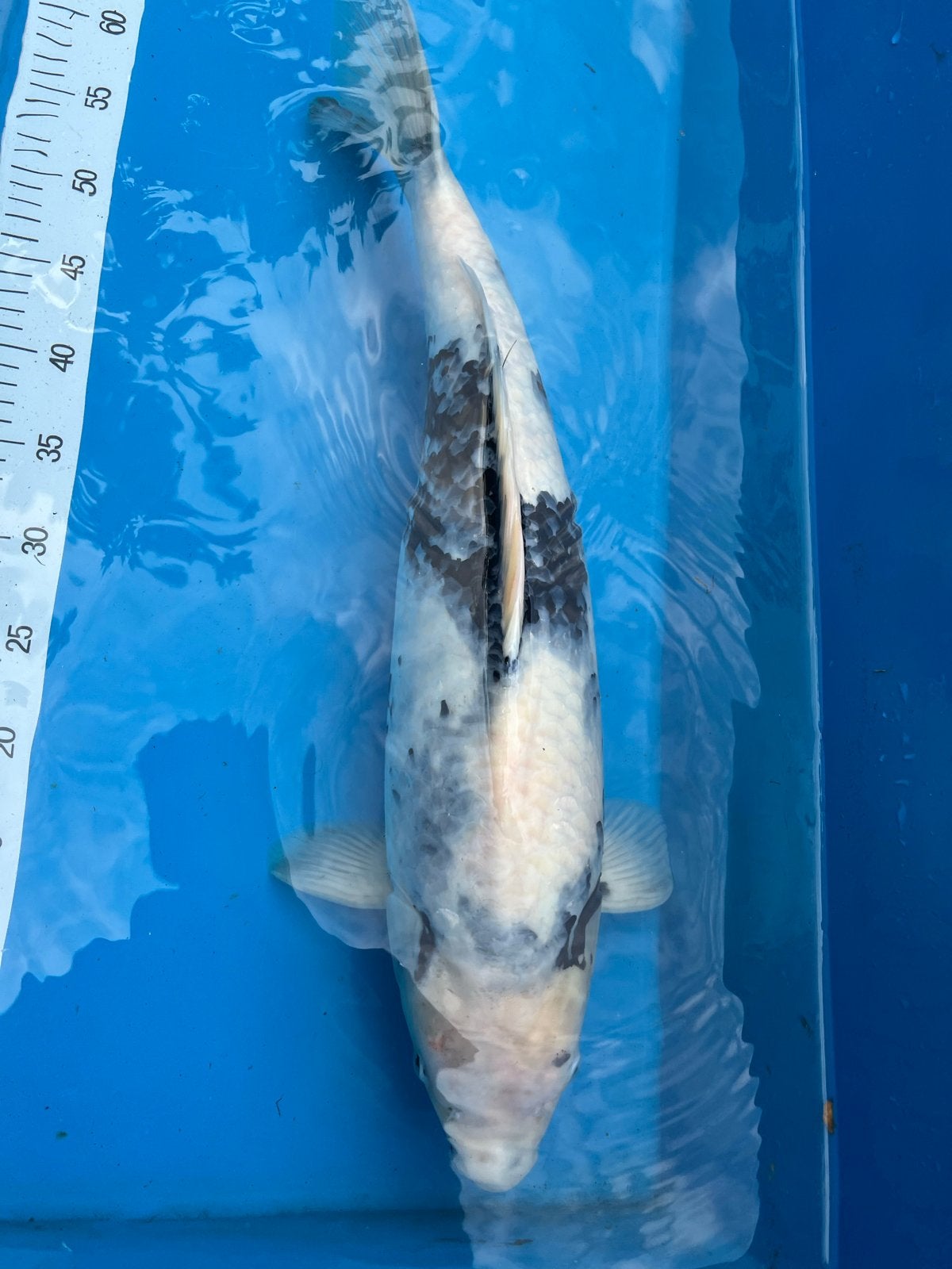 Mooie koi Shiro Utsuri 60cm kweker Yagenji, Vis