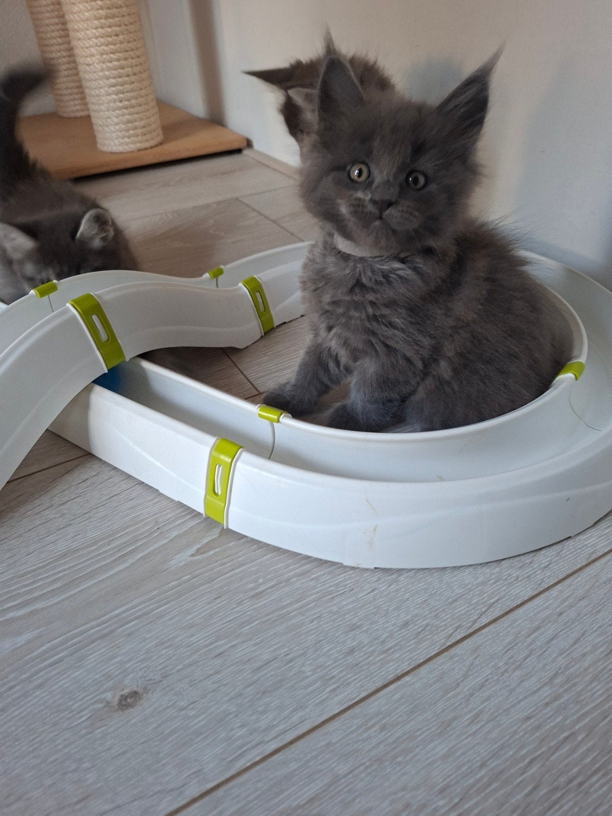 meancoon kittens 2 vrouwtjes,solit bleu, Dieren en Toebehoren, Poes