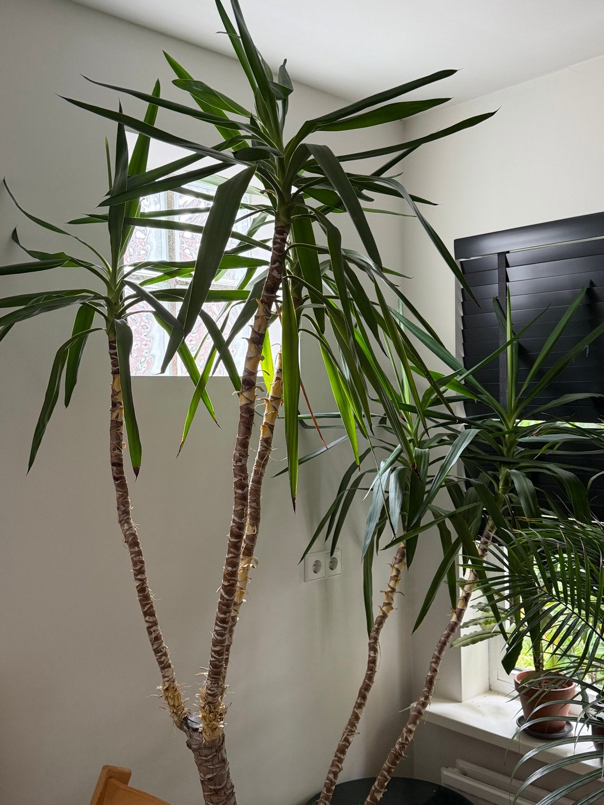 Grote Yucca kamerplant, Huis en Inrichting, Kamerplanten, Yucca, 200 cm of meer, Groene kamerplant, Volle zon, In pot, Ophalen