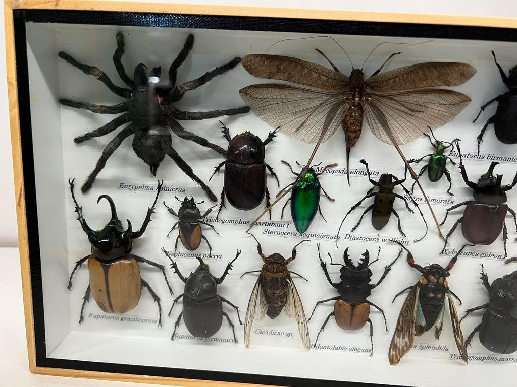 Echte opgezette insecten in lijst 36 x 20 x 3.5 cm, Verzamelen, Dierenverzamelingen, Ophalen of Verzenden, Insect, Opgezet dier