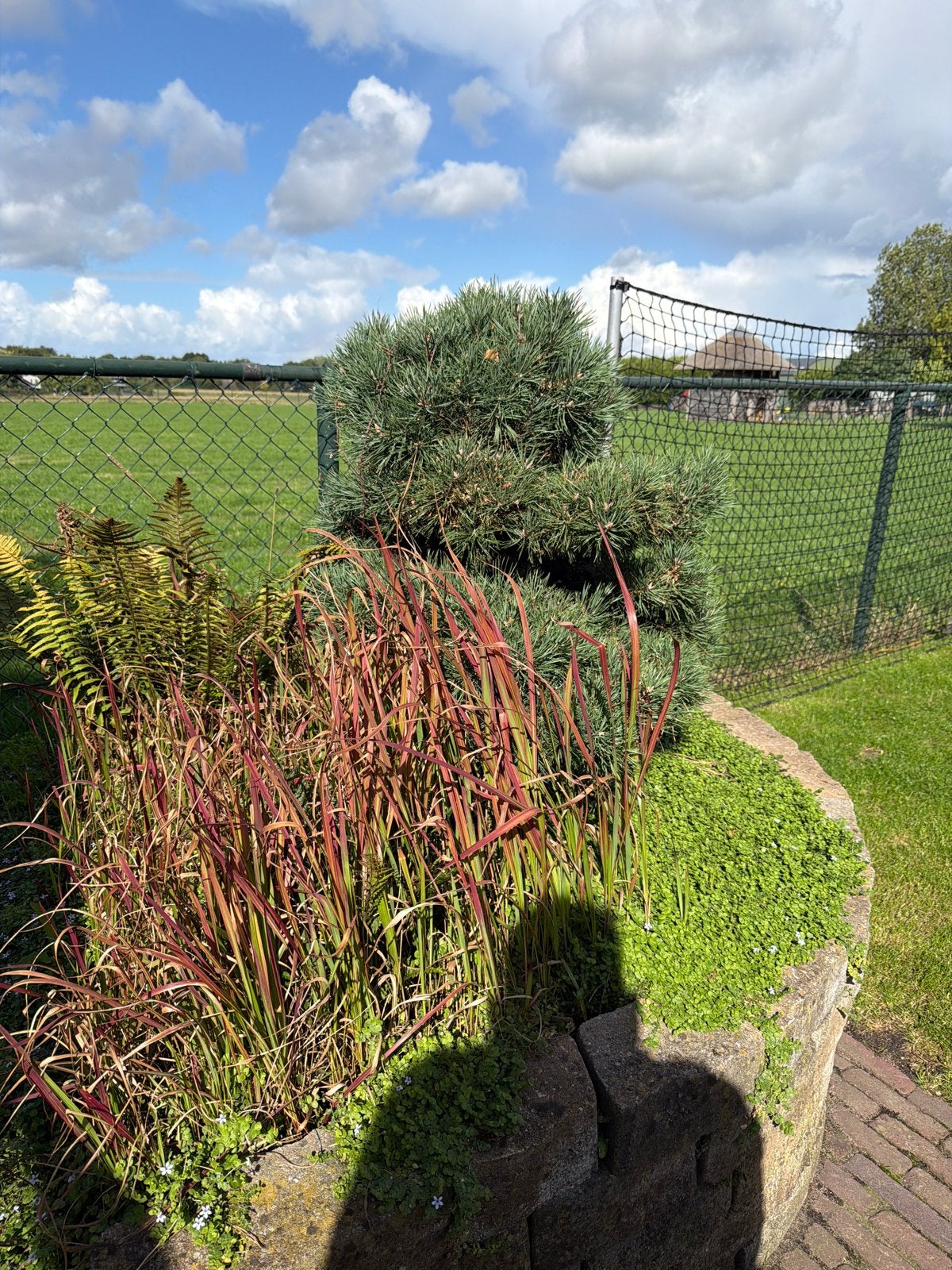 Witte Den (Pinus Pariflora) Bonsai., Volle zon, Bloeit niet, 100 tot 250 cm, Overige soorten