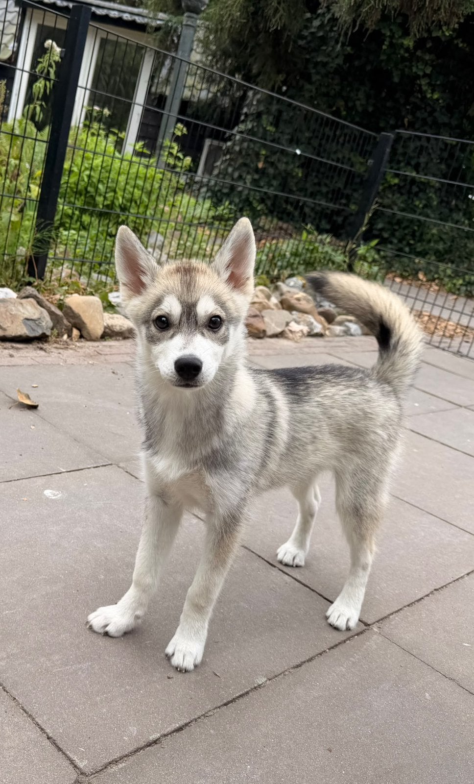 Lieve Pomsky pup, Dieren en Toebehoren, Parvo, Nederland, 15 weken tot 1 jaar, Reu
