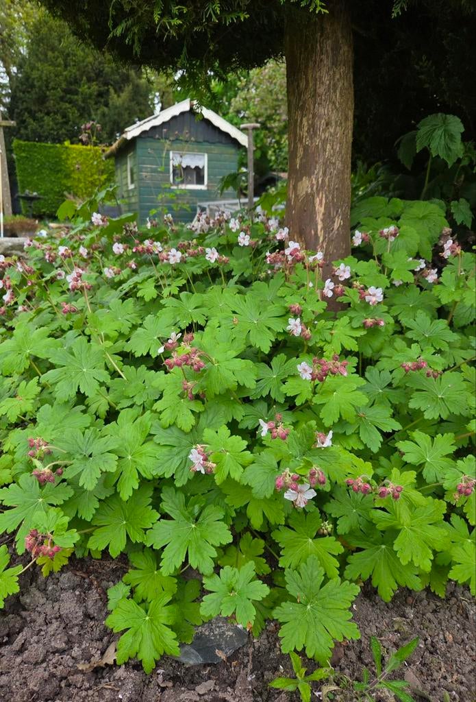 Grote stekken ooievaarsbek - roze / wit bloeiend, Ophalen, Bodembedekkers, Volle zon, Vaste plant
