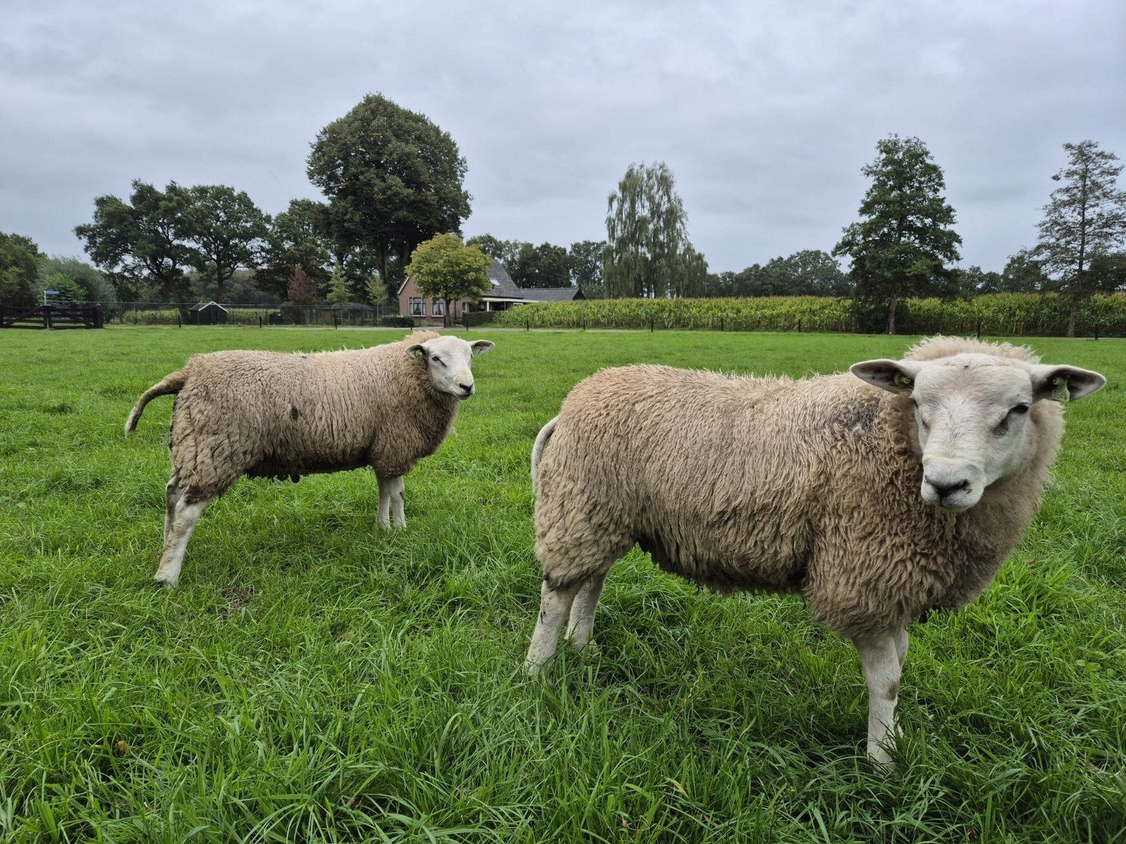 zuivere swifter stamboek dekrammen, Mannelijk, Schaap, 0 tot 2 jaar