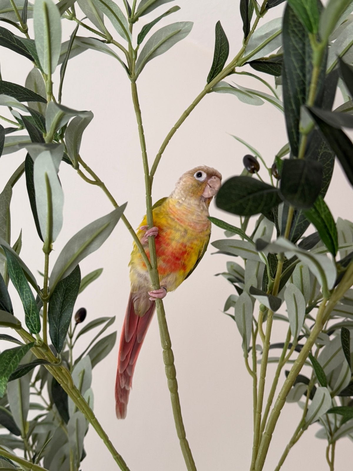 Pyrrhura pineapple handtam, Dieren en Toebehoren, Vogels | Parkieten en Papegaaien, Parkiet, Geslacht onbekend, Tam