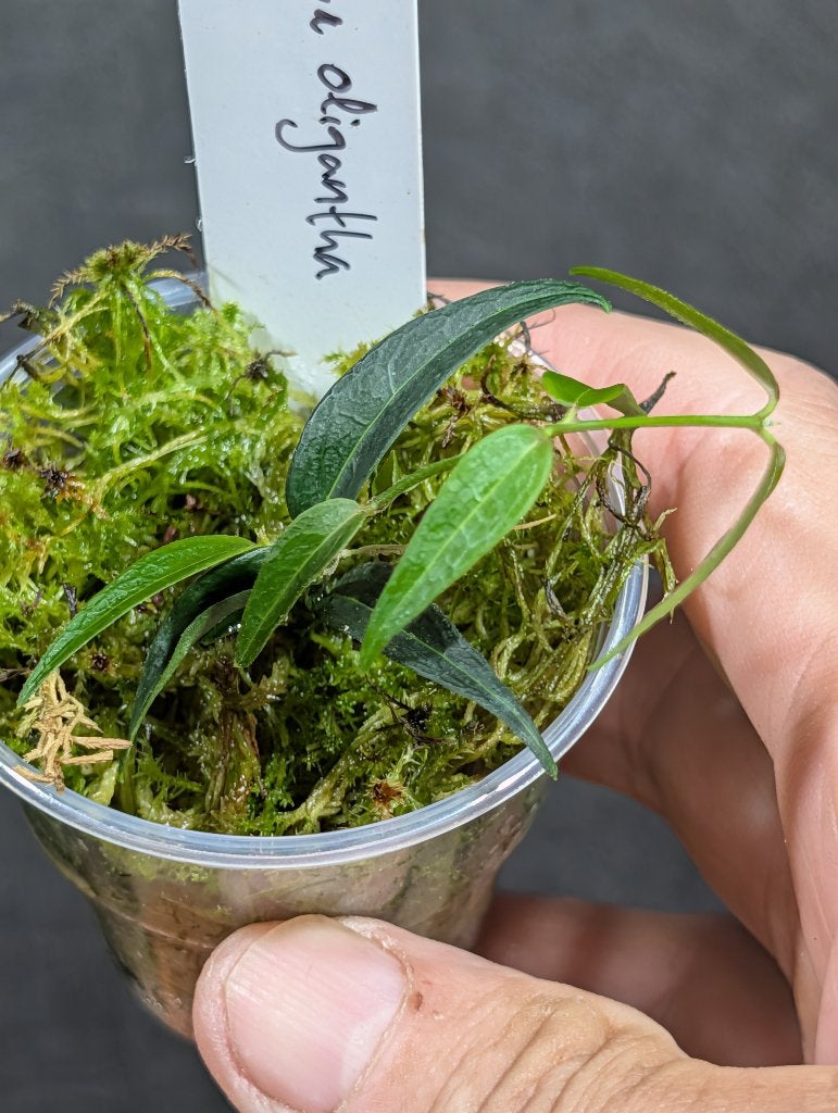 Hoya oligantha, Overige soorten, Minder dan 100 cm, Bloeiende kamerplant, Halfschaduw
