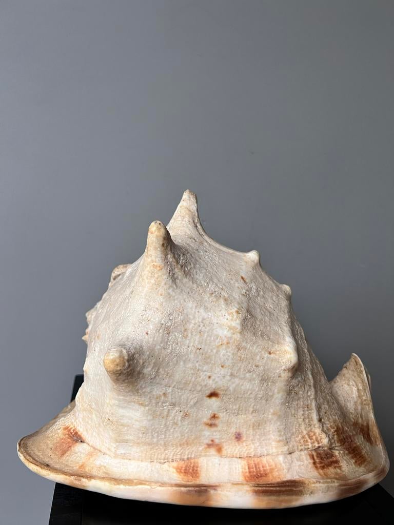 ZEER OUDE GROTE DOOPVONT SCHELP FOSIEL ANTIEK, Verzamelen, Mineralen en Fossielen, Ophalen of Verzenden, Fossiel