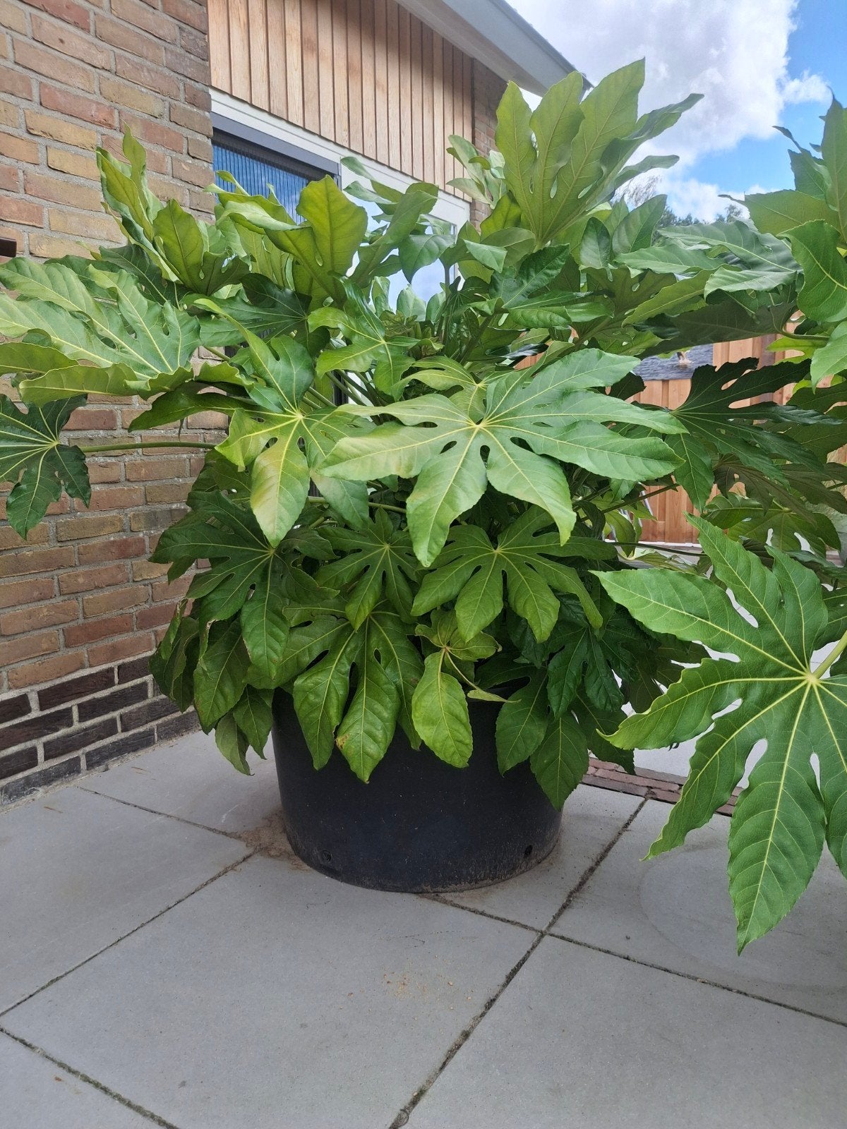 2 grote fatsia's, Ophalen, Overige soorten, Volle zon