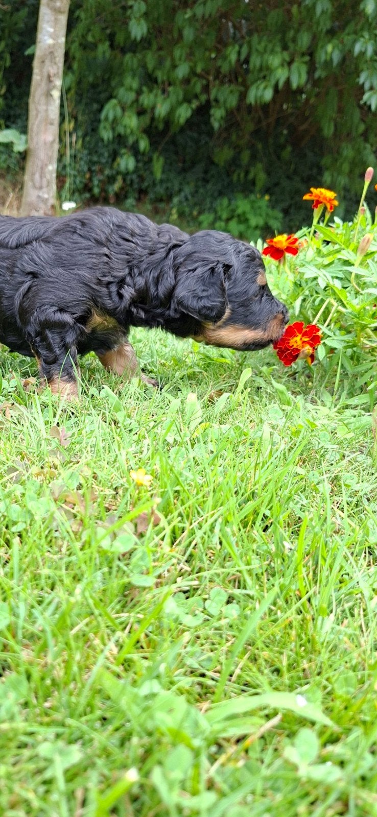 Labradoodle pups., Dieren en Toebehoren, Honden | Niet-rashonden, 8 tot 15 weken, Meerdere, Meerdere dieren, Nederland