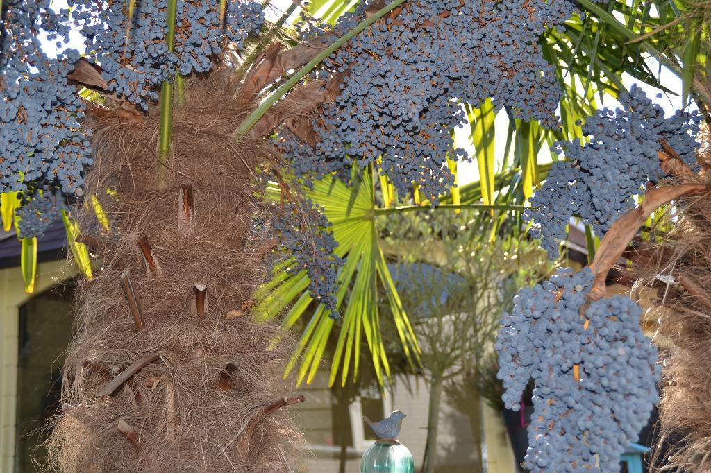Verse trachycarpus fortunei palboomzaad winterhard tot -18, Ophalen of Verzenden, Gehele jaar, Volle zon, Zaad