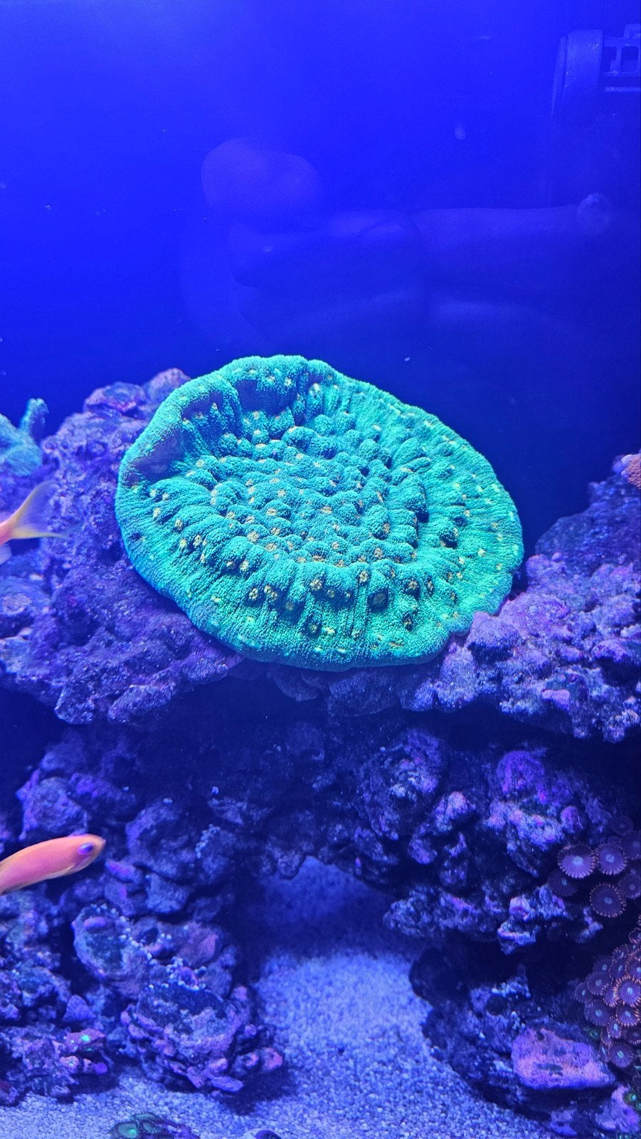 Coral, Vis