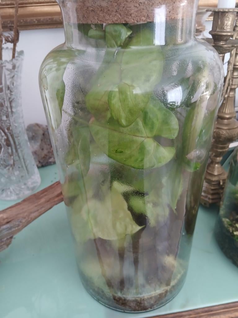 Terrarium met LED verlichting en planten, Ophalen, Gebruikt, Meerkleurig, Modern