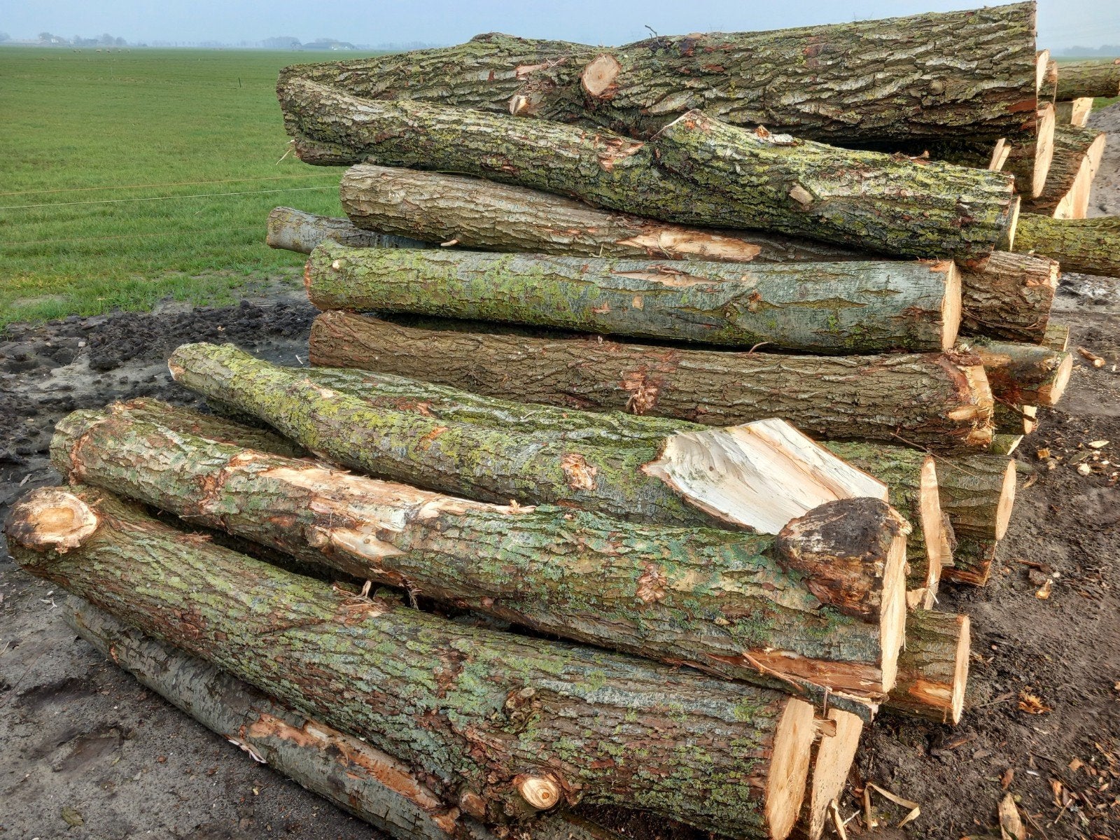 Stamhout brandhout rondhout openhaardhout kachelhout, 6 m³ of meer, Ophalen, Stammen
