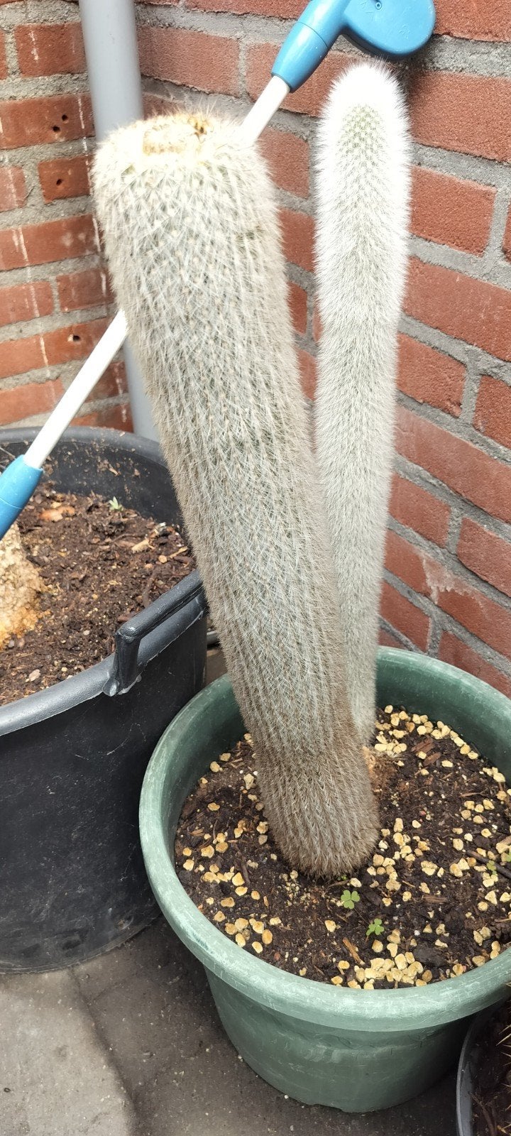 Cleistocactus Strausii - Zilverkaars, Ophalen of Verzenden, Zomer, Vaste plant, Volle zon
