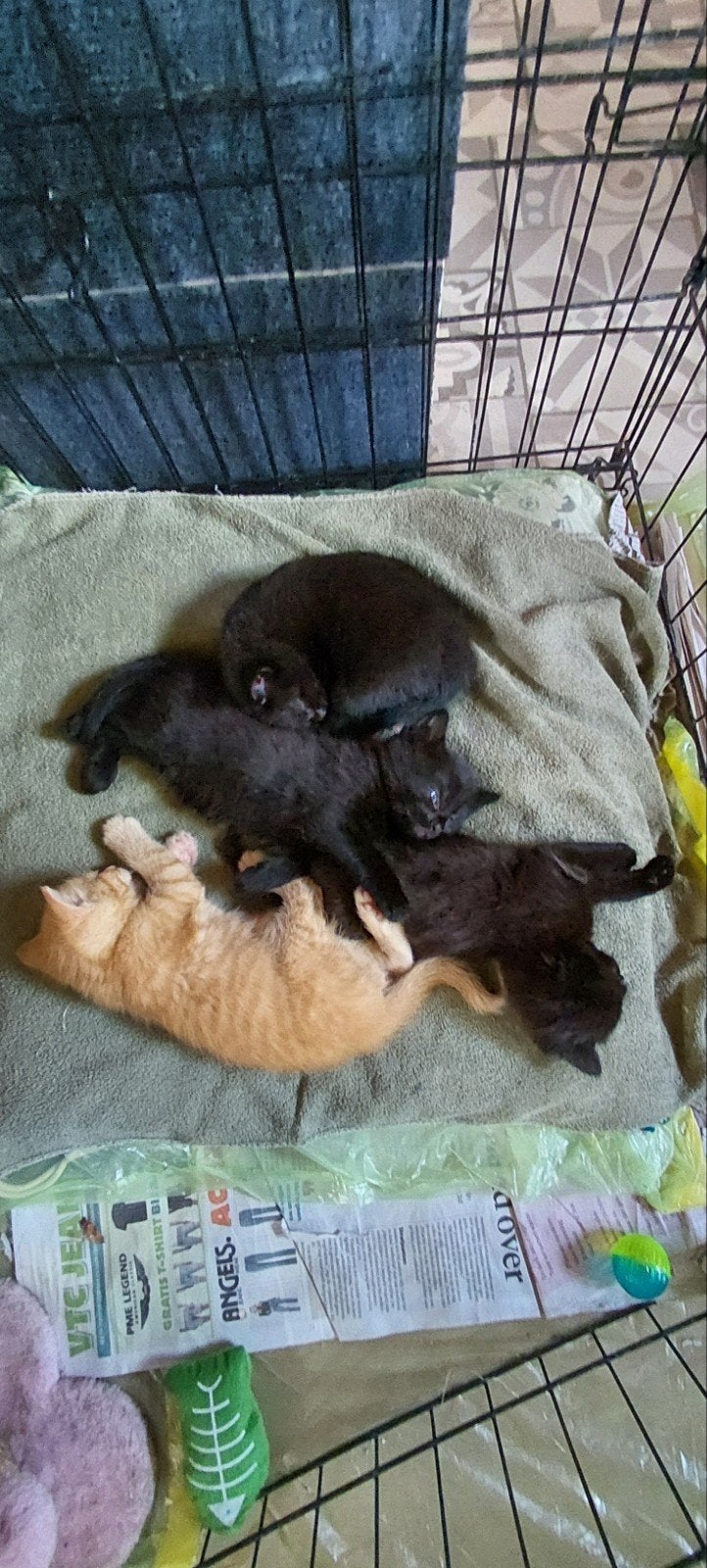 Aangeboden 4 kittens, Dieren en Toebehoren, Meerdere dieren