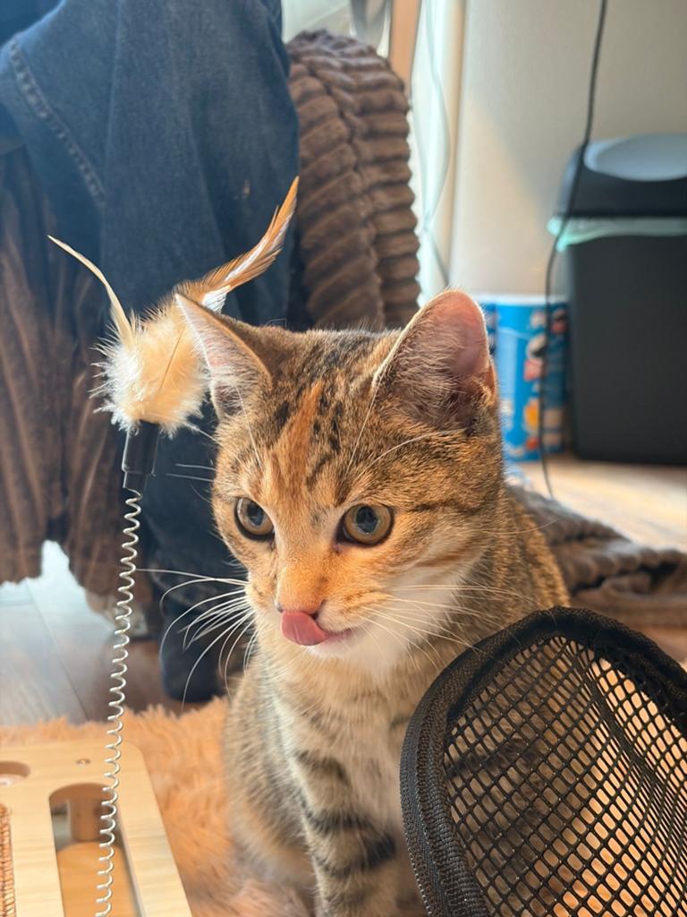 10 month old european shorthair kitty + ALL supplies, Dieren en Toebehoren, Poes, Kortharig, 0 tot 2 jaar