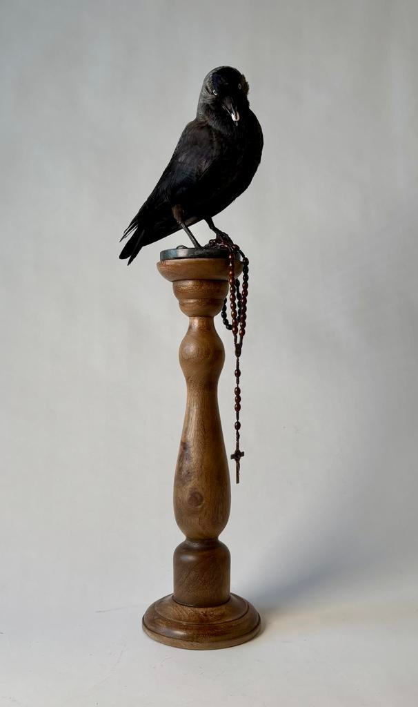 Opgezette kauw met rozekrans - taxidermie, taxidermy - vogel, Verzamelen, Dierenverzamelingen, Ophalen of Verzenden, Nieuw, Vogel