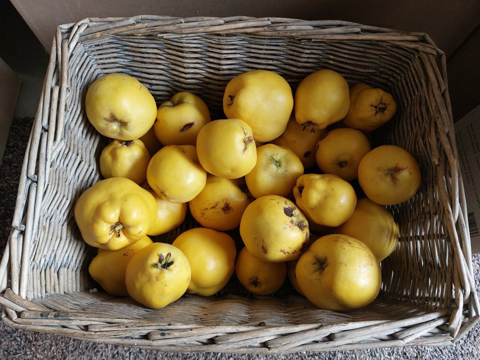 Verse kweeperen - Ongeveer 6 kg, Diversen, Ophalen of Verzenden