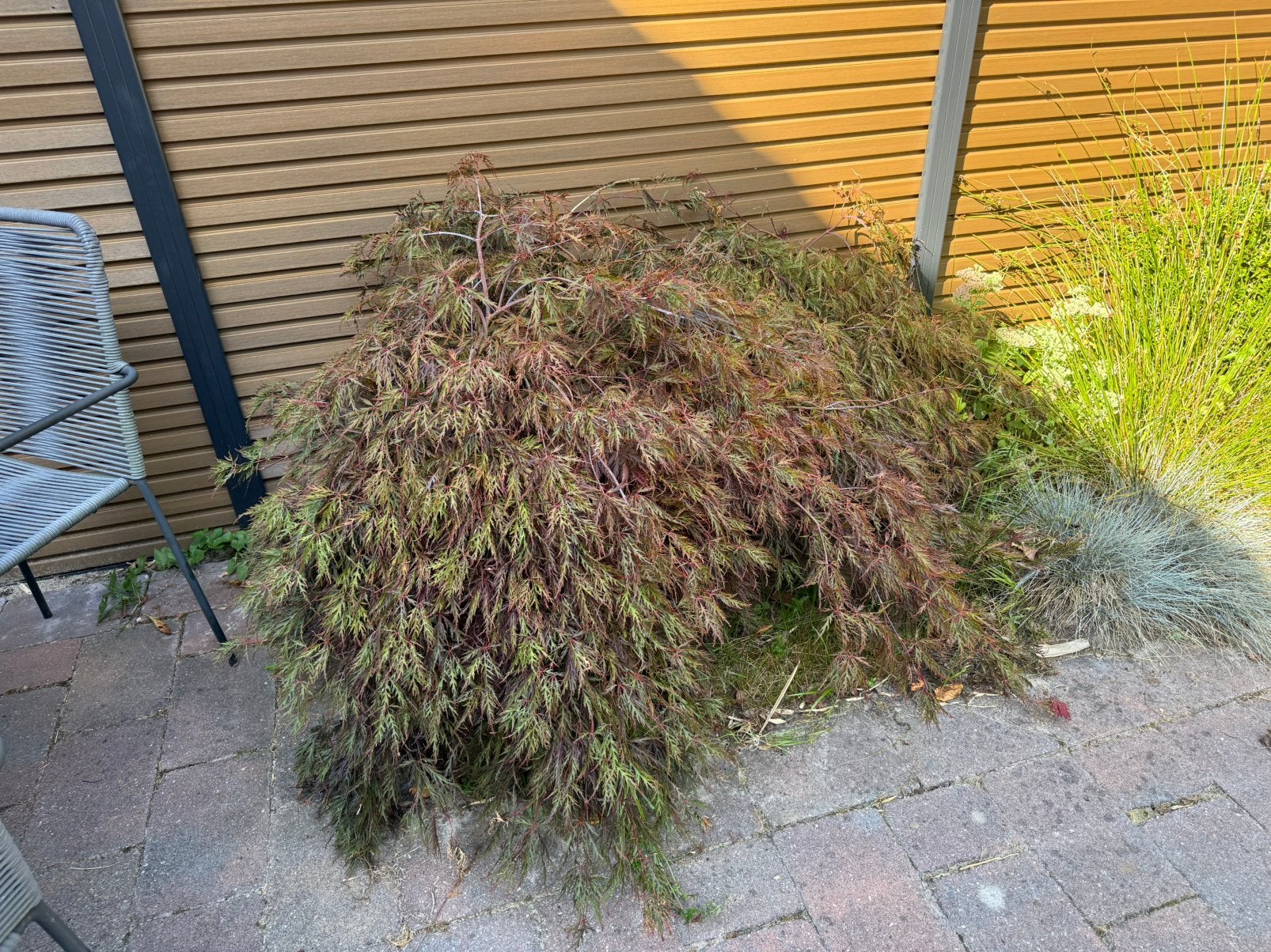 Japanse Esdoor Acer Palmatum (Zelf uitgraven), Tuin en Terras, Planten | Bomen, Ophalen, Bloeit niet, Halfschaduw, Overige soorten