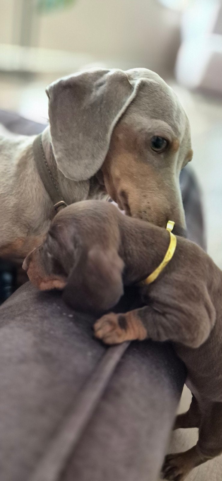 dwergteckel pup chocotan reutje, 8 tot 15 weken, Eén hond, Nederland, Particulier