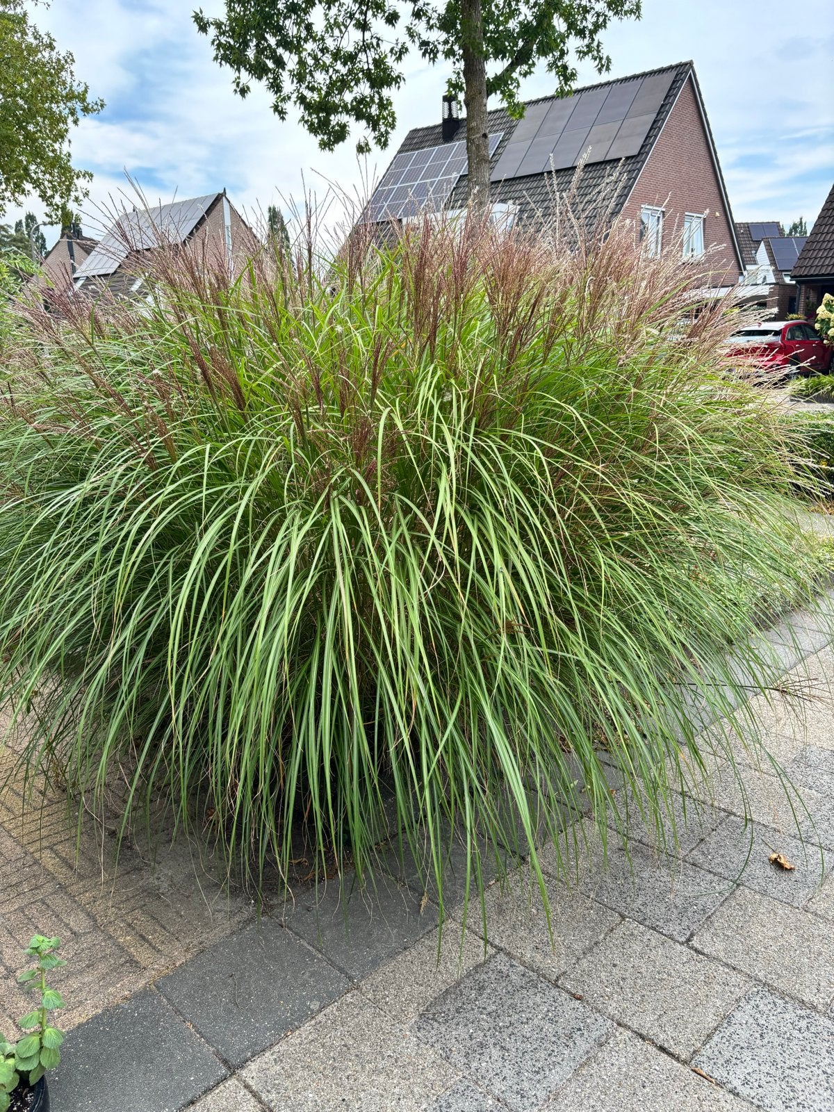 2 pollen siergras, Ophalen, Volle zon, Vaste plant, Siergrassen