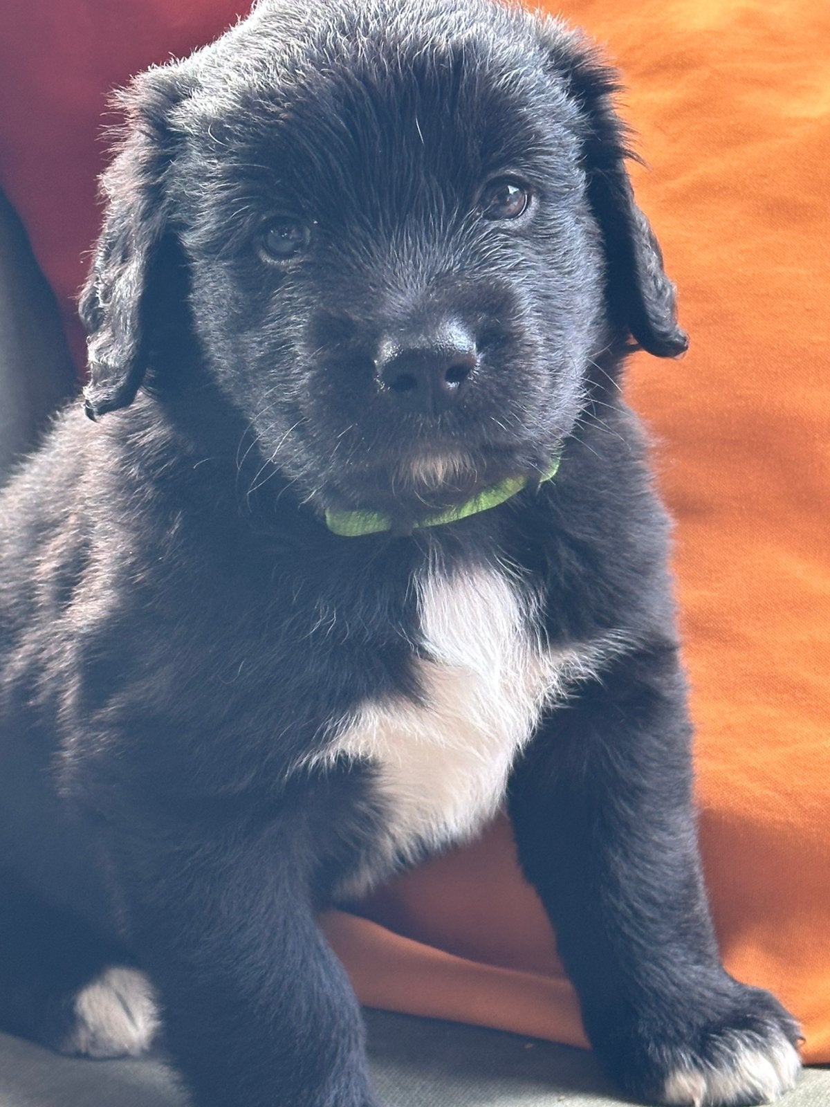 Puppy Heidewachtel/Berner-Sennen., Dieren en Toebehoren, 8 tot 15 weken, Meerdere, Meerdere dieren, Nederland