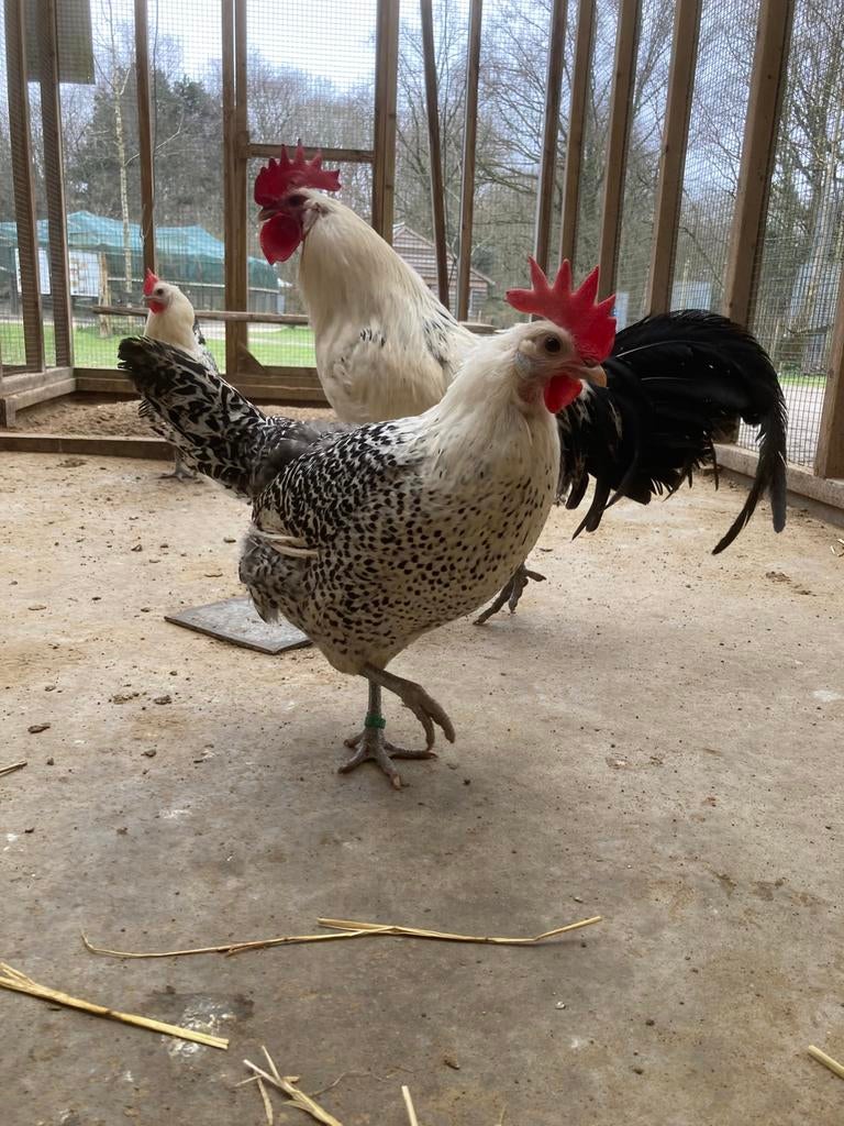 Groninger meeuw broedeieren, Dieren en Toebehoren, Geslacht onbekend, Kip