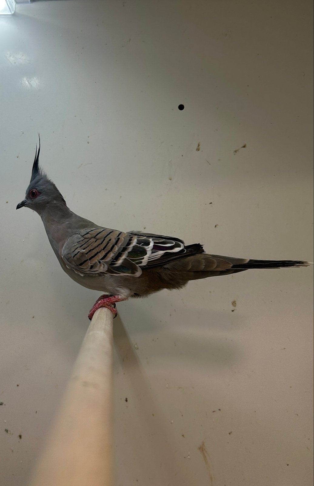 1-1 Australische kuifduif, Meerdere dieren, Tropenvogel, Geringd