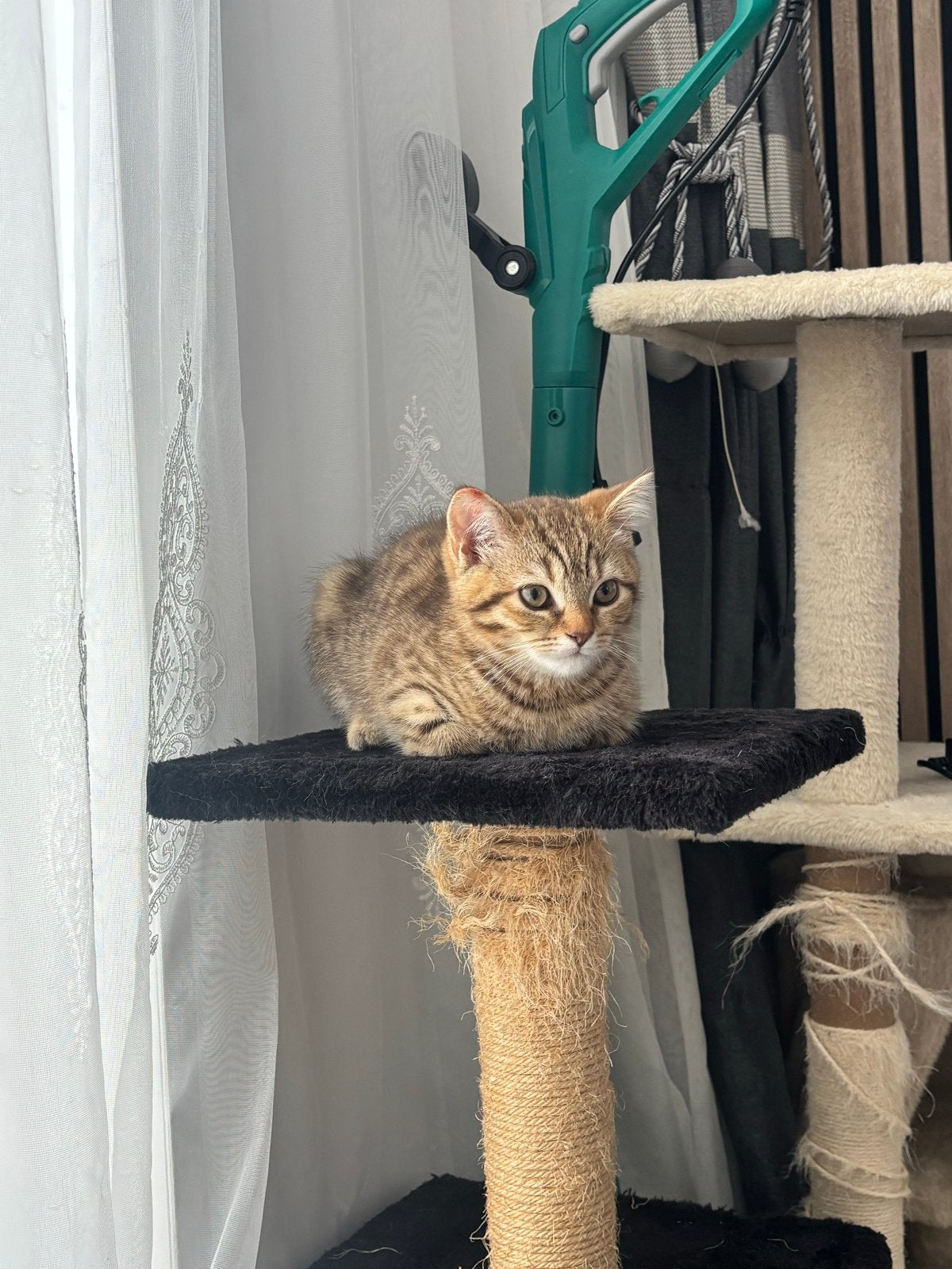 Britse korthaar, Kater