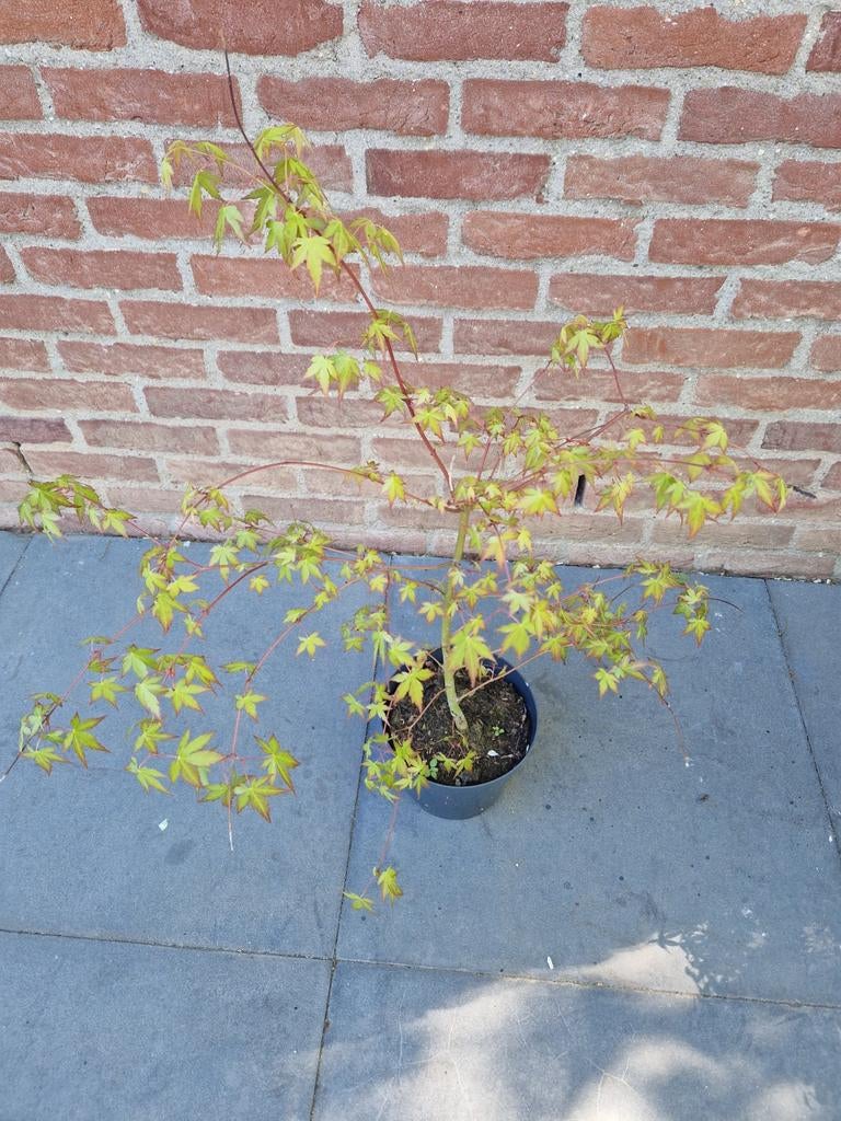 Planten, Ophalen, Minder dan 100 cm, Overige soorten