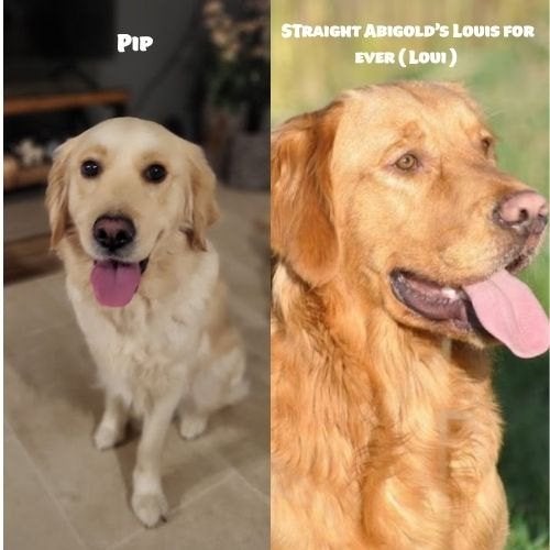 RODE Golden Retriever pups | Licht tot dieprood ️, Golden retriever, 8 tot 15 weken, Meerdere, Meerdere dieren