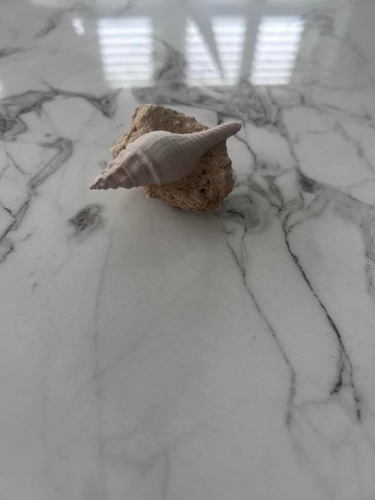 Decoratieve schelp op steen, Ophalen of Verzenden, Gebruikt