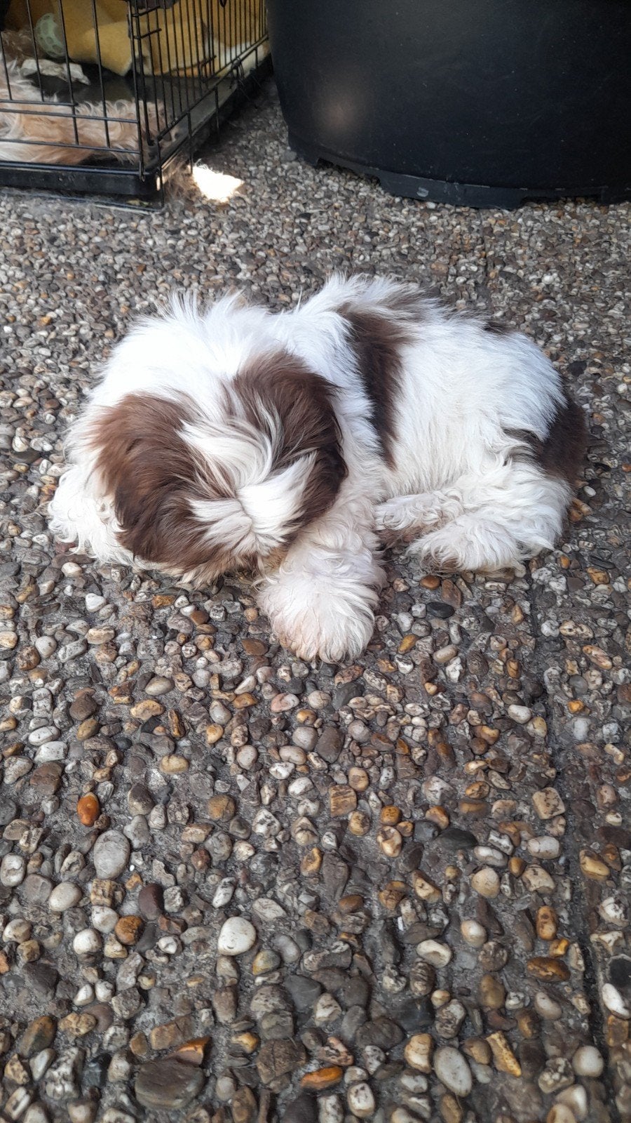 5 Shih Tzu pups (nog 1 teefje wit) Nova, Overige rassen, 8 tot 15 weken, Parvo, Meerdere