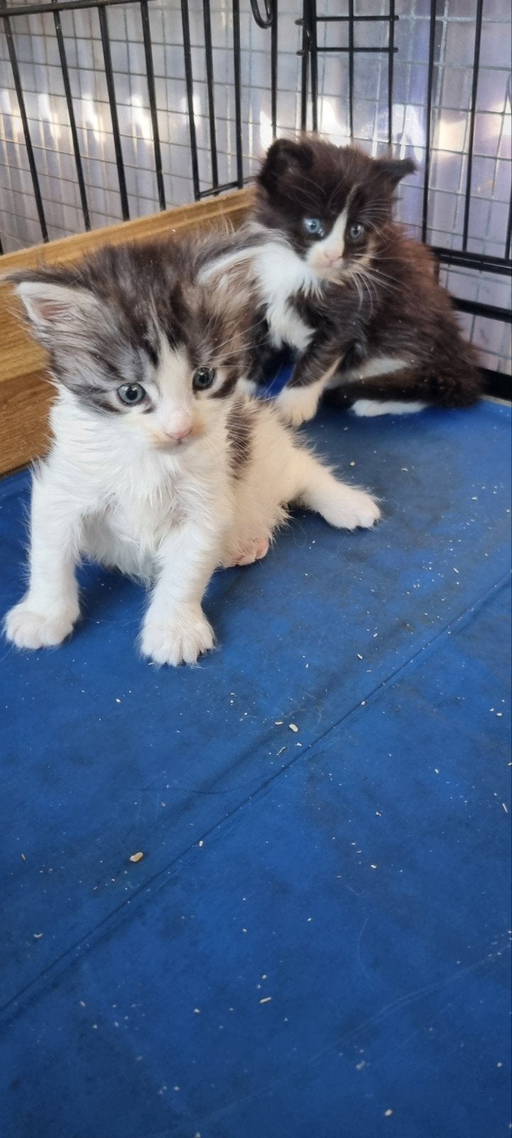 Te koop mooie Maine Coon katertjes., Dieren en Toebehoren, Katten en Kittens | Raskatten | Langhaar, Kater, Ontwormd