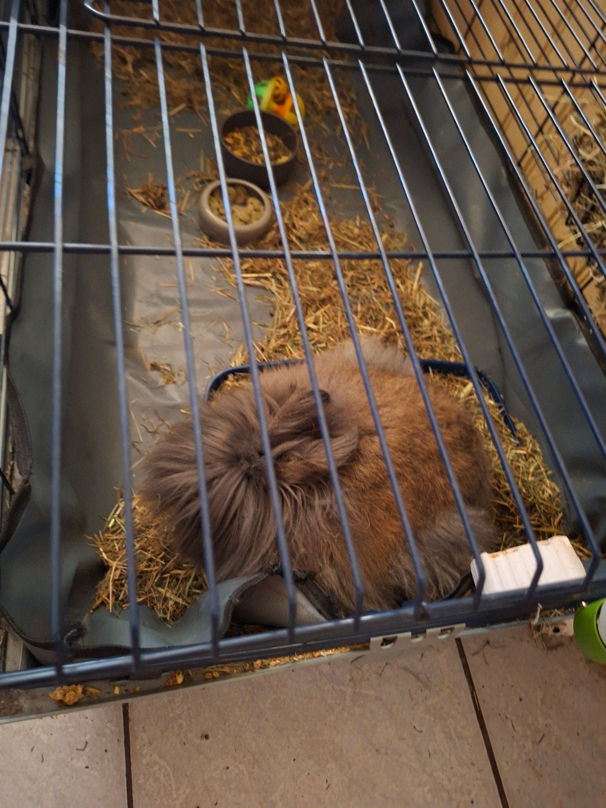 Teddy konijn met zijn spullen, Dieren en Toebehoren, Ophalen, Overige typen