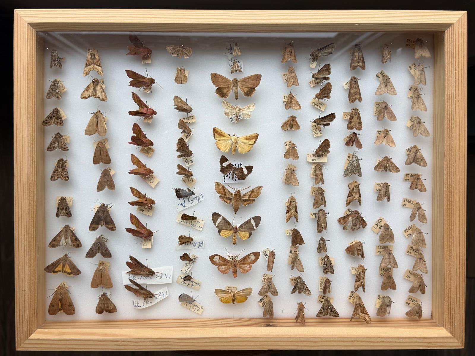 Geprepareerde vlinders in een insectenbox, Ophalen, Insect, Opgezet dier
