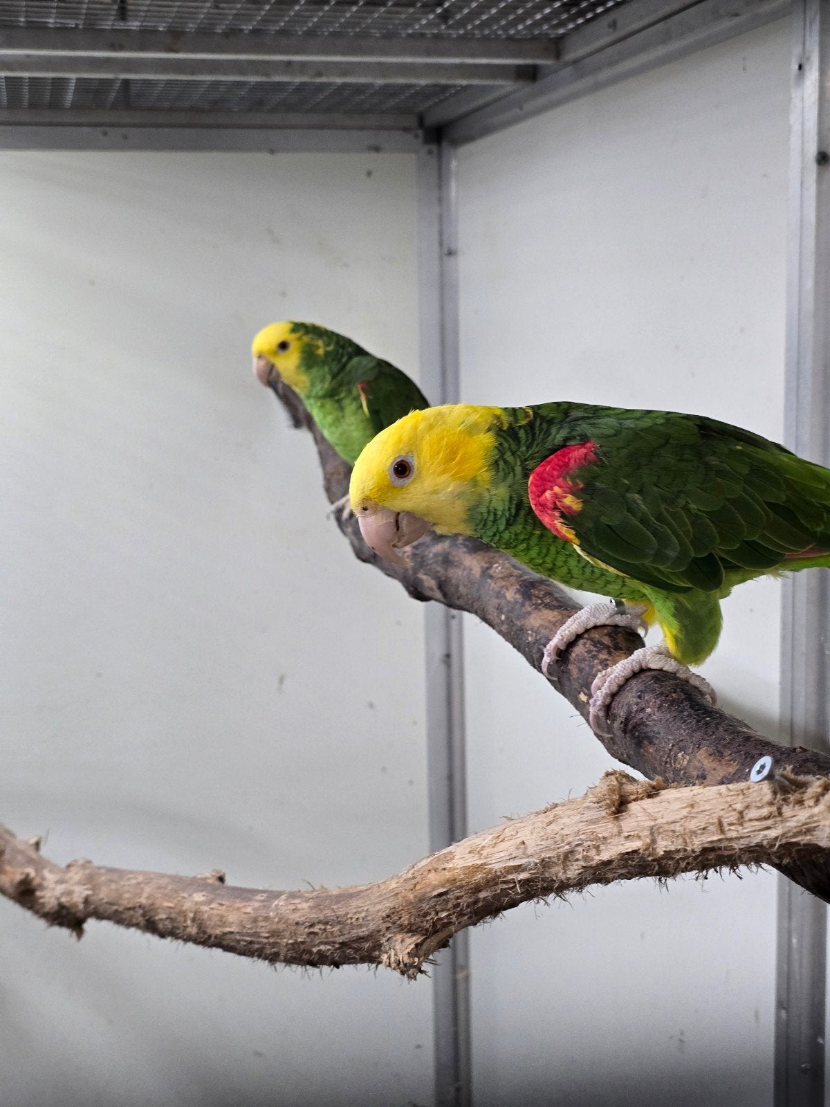 GEZOCHT Amazone papagaaien voor Export, Meerdere dieren, Parkiet