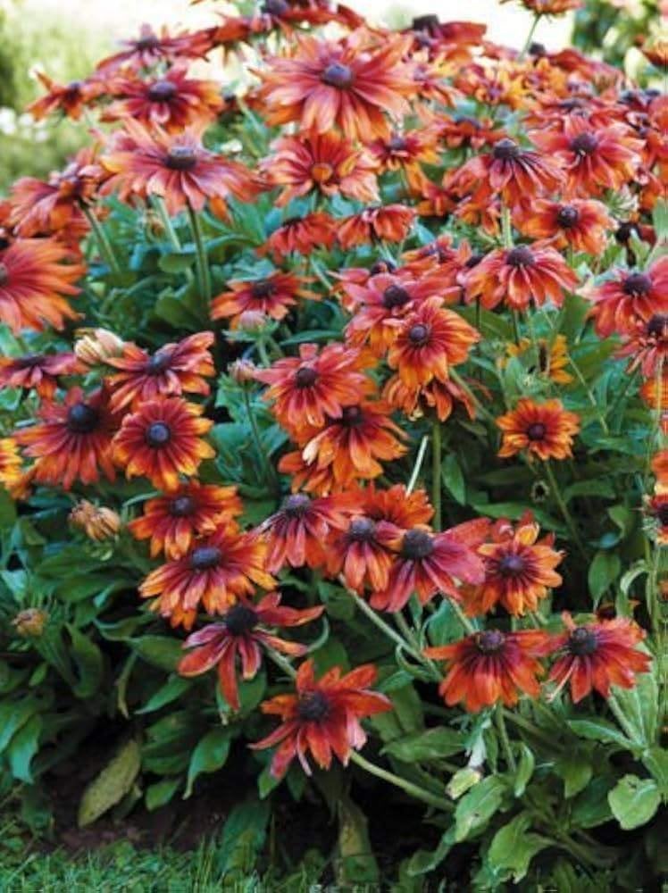 Zaden Rudbeckia hirta Cappucino, Ophalen of Verzenden, Volle zon